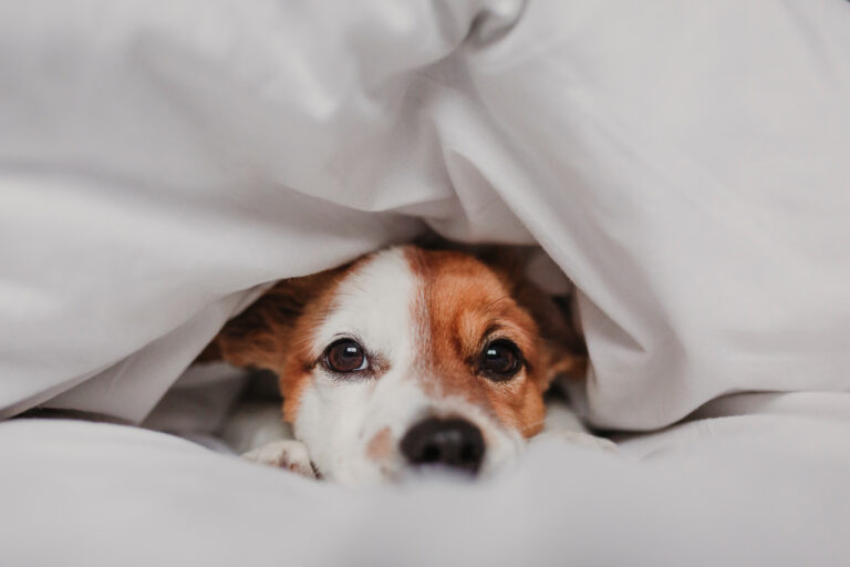hond verkouden in bed