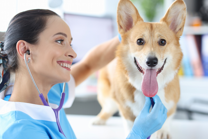 honden dieren arts