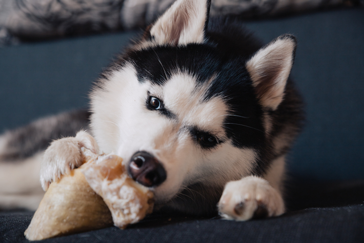 husky dog nibbles bone while lying sofa (1)