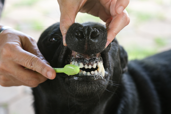 tanden van een hond klappertand