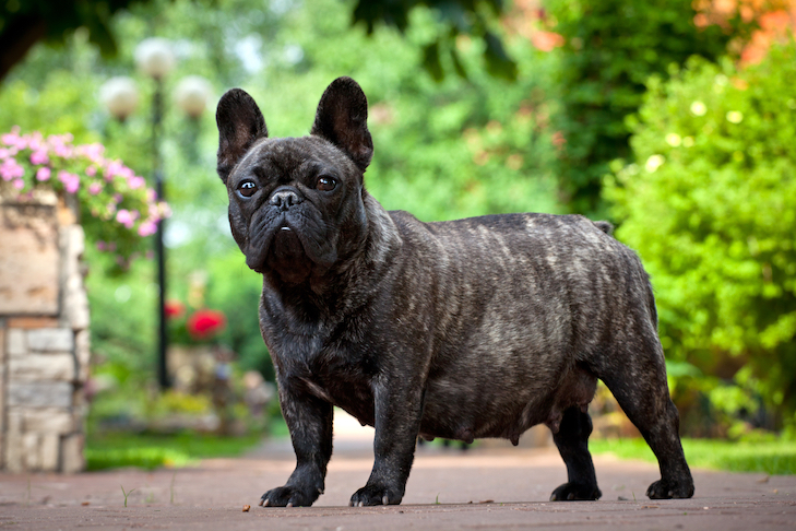 pregnant french bulldog standing in the garden.