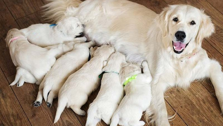 zwangere hond met pups